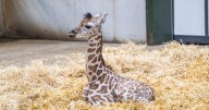 Footage shows baby giraffe being born and taking first steps