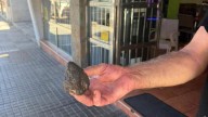"Uno del Alcalá tenía la cabeza abierta de una pedrada y lo metí en el baño, volaron sillas y botellas"