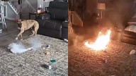 Perro provoca incendio en su propia casa en Carolina del Norte, Estados Unidos: la travesura causa alarma al dueño, que es bombero