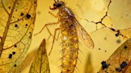 Una larva atrapada en el tiempo desvela el misterio de los mosquitos