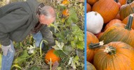 Seeds to seasonal centerpiece: Nampa farmer details pumpkin season