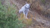'Something truly unique': World's first-ever white Iberian Lynx spotted in Spain