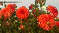Gloucester gardening group asking public to stop stealing flowers near HarborWalk