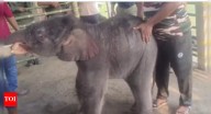 Baby elephant rescued from floodwaters after heartbreaking rejection by mother: IFS officer shares emotional video