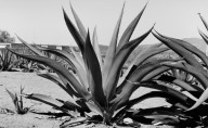 Se dice que el maguey es la tierra misma
