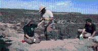Increíbles hallazgos y pistas de un dinosaurio saurópodo en el tercer día de la expedición del Conicet cerca de Roca
