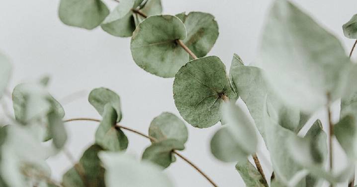 ¿Artrosis? La hierba aromática fácil de conseguir que alivia los dolores y mejora la circulación