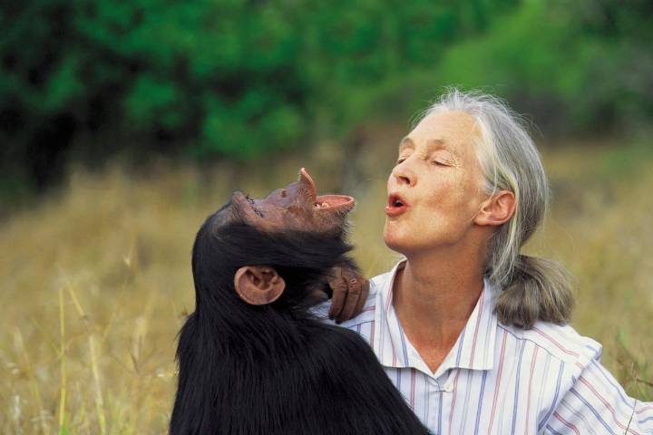 VIDEO. Adiós a una verdadera heroína: Jane Goodall, pionera de la primatología y voz global por la conservación, muere a los 91 años