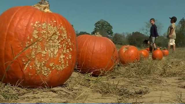 Drought in Alabama could impact Halloween pumpkins and Christmas trees