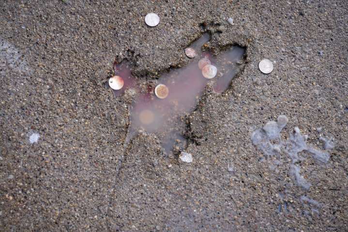 Researchers say another animal likely created Chicago’s ‘rat hole’ sidewalk landmark