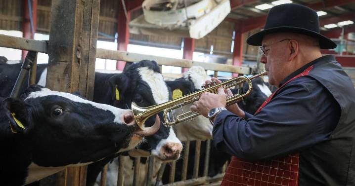 Why a jazz band is serenading cows on a Greater Manchester farm