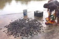 Creciente del río Palizada impulsa la captura de topota y otras especies