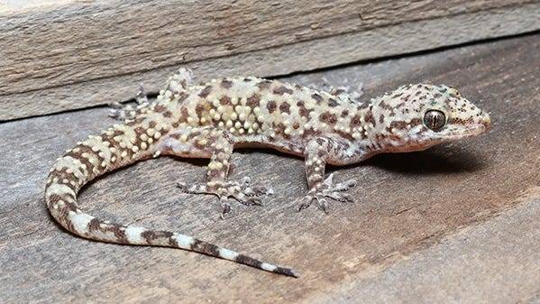 Indiana wildlife officials want to know: Have you seen this gecko?