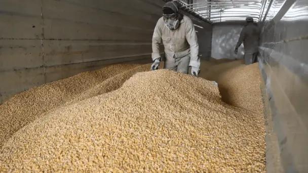 Precio del maíz blanco en Guanajuato aumenta un 25%