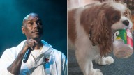 Tyrese Gibson arrest warrant issued after dogs allegedly kill neighbor's dog