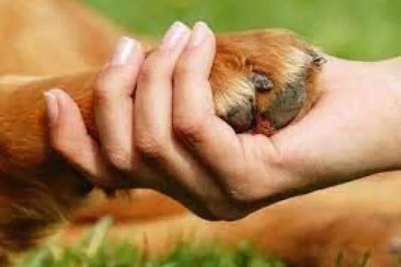 Cada 4 de octubre se celebra el Día Mundial del Animal