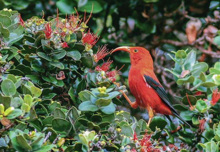 Cuts to U.S. Geological Survey division to affect Hawaii research