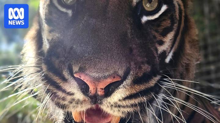 Perth Zoo's Sumatran tiger Jaya dies of cancer, seven years after tumour removed