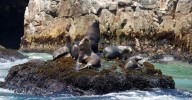 Recomiendan a pescadores y ciudadanos para mitigar conflictos con lobos marinos