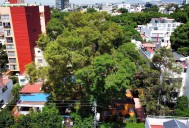 Buscan proteger por Ley a los árboles patrimoniales en la CDMX