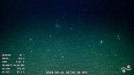 Miralo en vivo. Comenzó un nuevo streaming que muestra los secretos del fondo del Mar Argentino