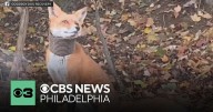 Delco animal organization searching for fox with tube stuck on its neck