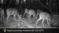 RI environmental police fine several hunters on poaching
