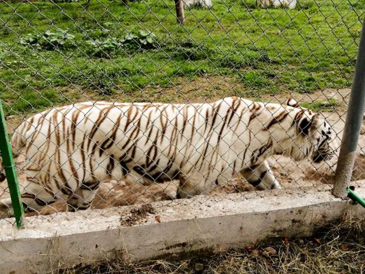 Tigre de Bengala escapa en Xicotepec, Puebla: Profepa activa operativo de búsqueda