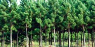 Sirex obesus: la nueva amenaza que acecha a los pinares del Cono Sur