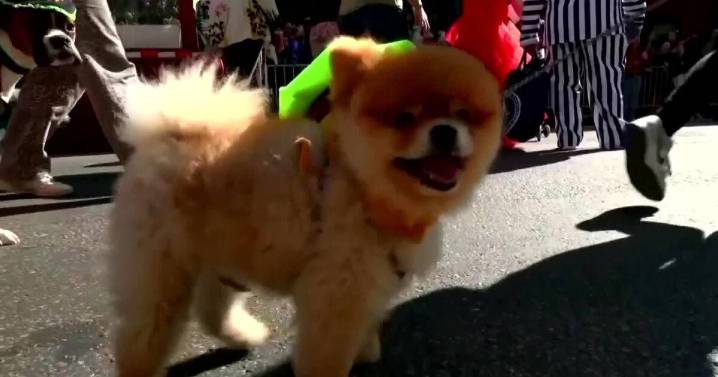 Halloween poses hidden dangers for pets, vets warn