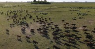 US ranchers oppose Trump's plan to import more Argentine beef and experts doubt it will lower prices