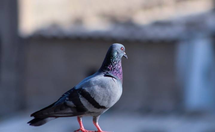 Watch Video: This ‘Black Trick’ Will Scare Pigeons Away