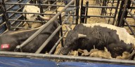 Cowboys and bulls ride into Las Vegas for PBR championship