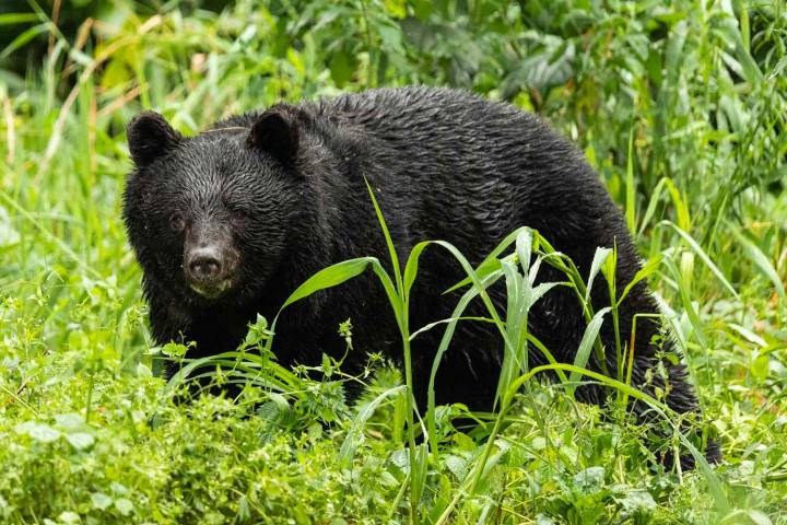 Japan Plans to Recruit Hunters to Stop Bear Attacks