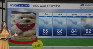 South Florida dog walk forecast: Cloudy, mild with low rain chances