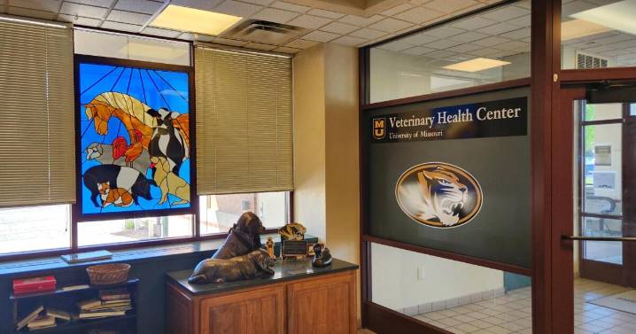 How MURR and MU veterinarians are working together to help pets