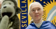Muere a los 91 años la primatóloga británica Jane Goodall
