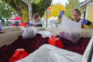 VIDEO: Cranberry festival underway in Fort Langley