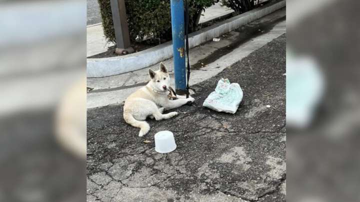 California Puppy Found Tethered And Harassed On Street Begins Healing With Foster Family
