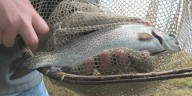 Over 600 Rainbow Trout released into Hastings parks