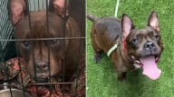 Once-Stressed New York Shelter Dog Smiles In Her Sleep After Finding A Loving Home