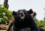 Mushroom picker in his 70s found dead with ‘head separated from body’ after bear attack