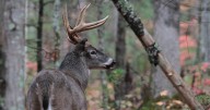 First case of chronic wasting disease reported in Prentiss County
