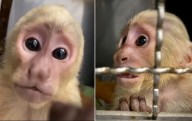 ¡Por inapropiado uso de pañales humanos! Mono cariblanco bebé fue encontrado con «pañalitis severa»