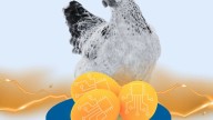 La gallina de los huevos de datos