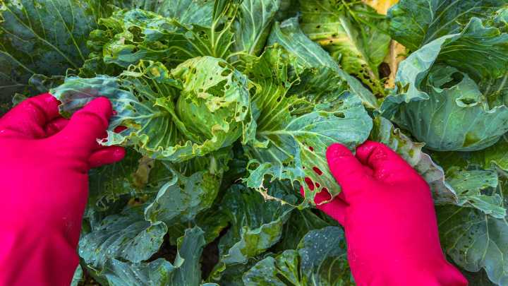 The Trick Boomers Use To Stop Pests From Destroying Garden Cabbage
