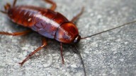Cucaracha