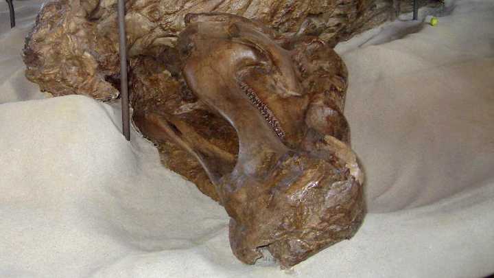 Exceptionally Preserved 'Dinosaur Mummies' Reveal First