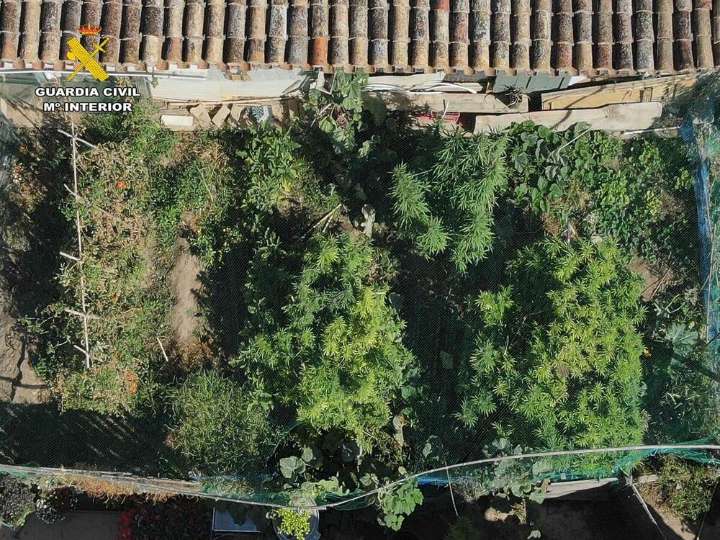 Dos detenidos por cultivar y elaborar marihuana en Arrúbal