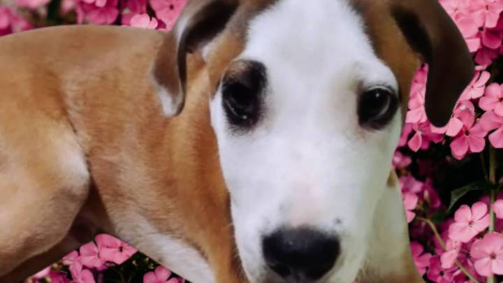 Robertito es un amoroso mix de bóxer que fue adoptado un mes y luego lo regresaron al refugio, busca una familia